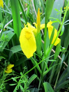 20130601Iris_pseudacorus2