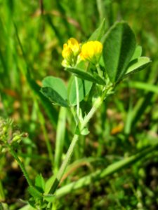 20130530Medicago_minima4