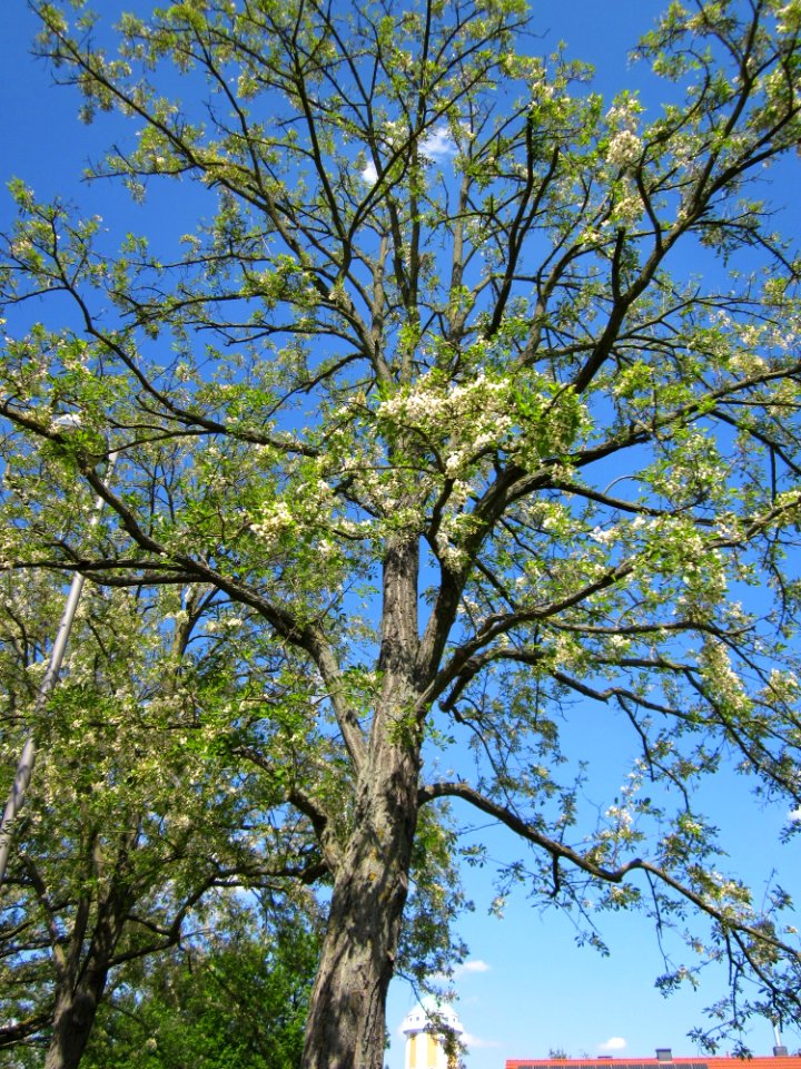 20130528Robinie_Hockenheim2