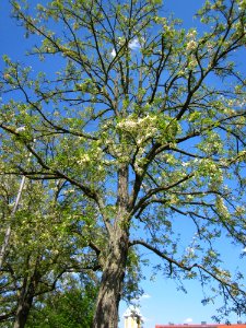 20130528Robinie_Hockenheim2
