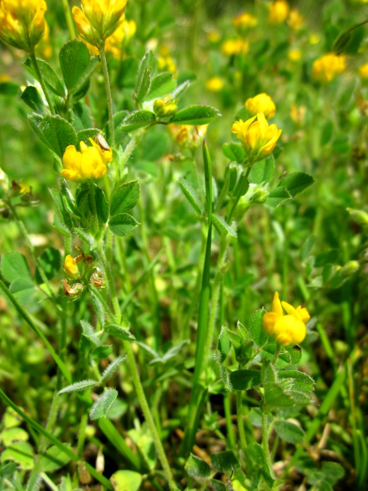 20130530Medicago_minima5