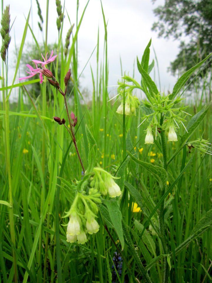 20130516Beinwell_Lichtnelke