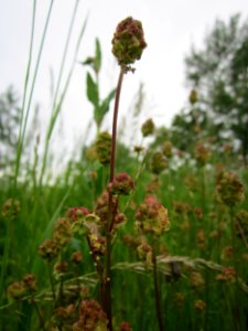 20130531Wiesenknopf_Hockenheim1