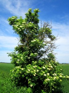 20130602Holunder_Hockenheim3
