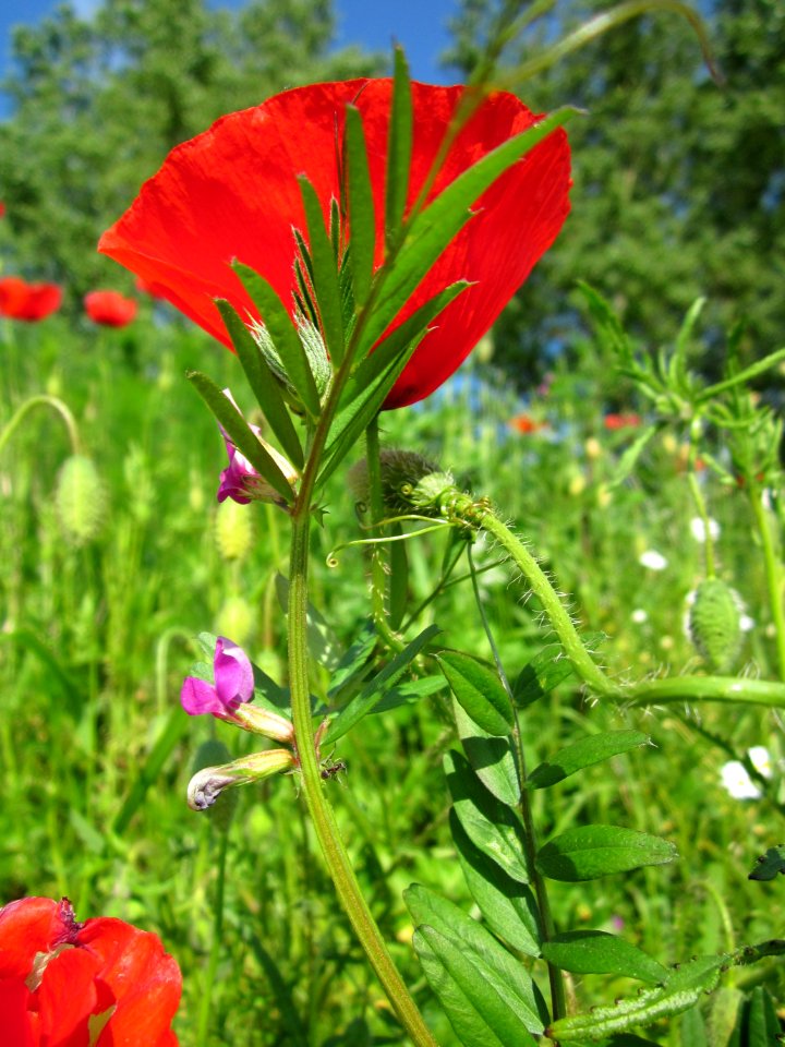 20130528Klatschmohn_Reilingen09