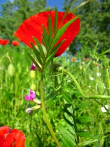 20130528Klatschmohn_Reilingen09