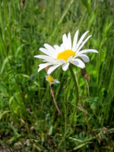20130530Margerite_Altlussheim3