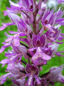 201306012Orchis_militaris2