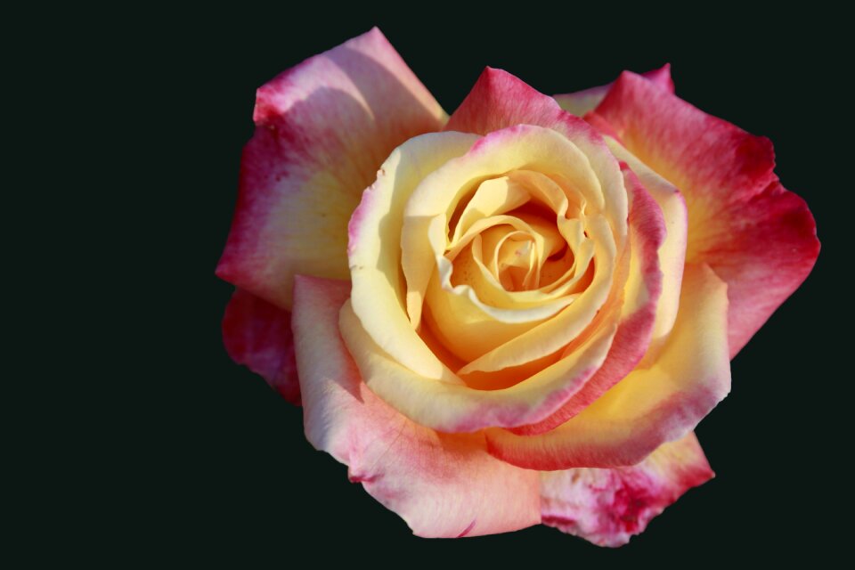 Bloom rose blooms black background