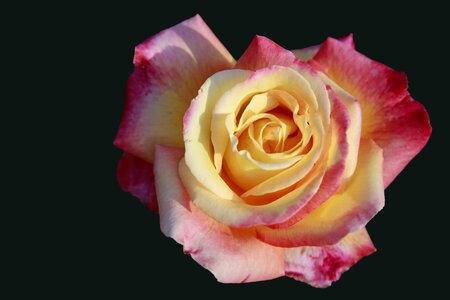 Bloom rose blooms black background