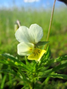 20130528Stiefmuetterchen_Reilingen4