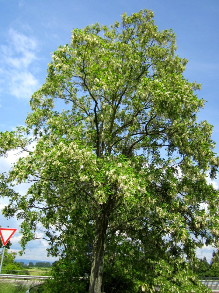 20130530Robinie_Neulussheim2