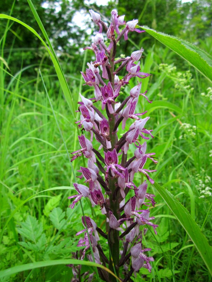 201306012Orchis_militaris5