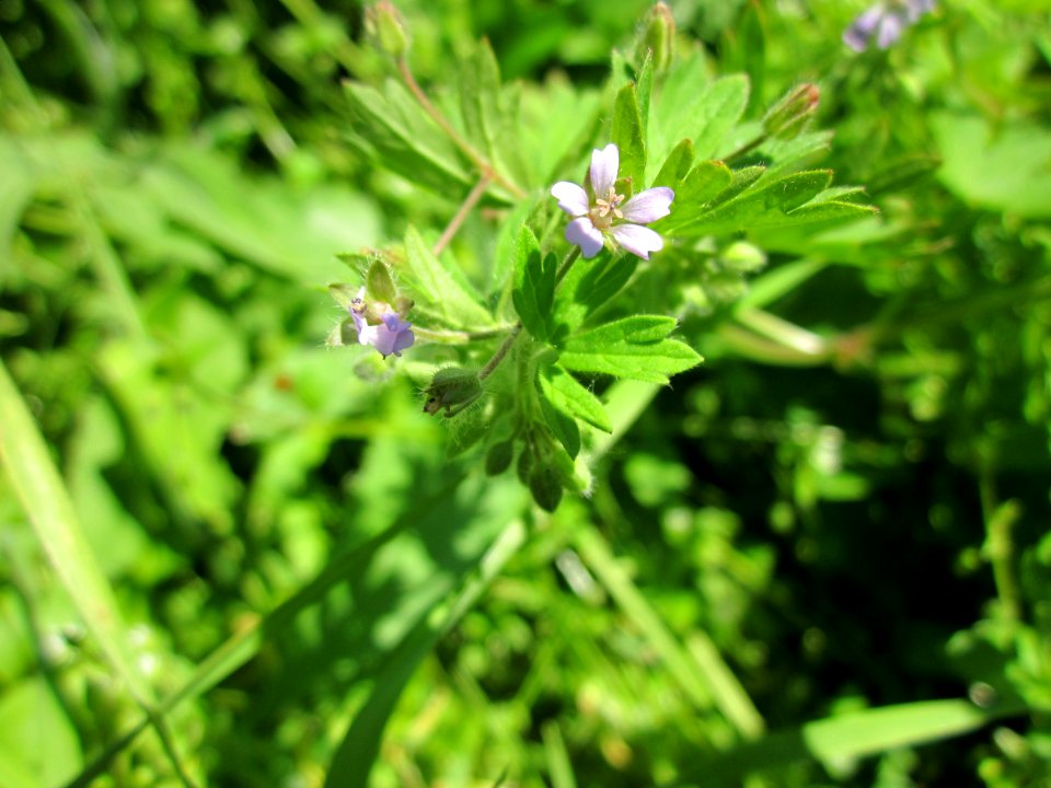 20130528Storchschnabel_Reilingen1