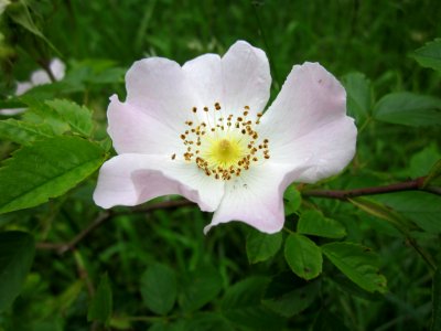 201306012Rosa_canina2