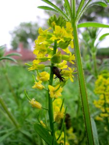 20130515Barbarakraut_Hockenheim2