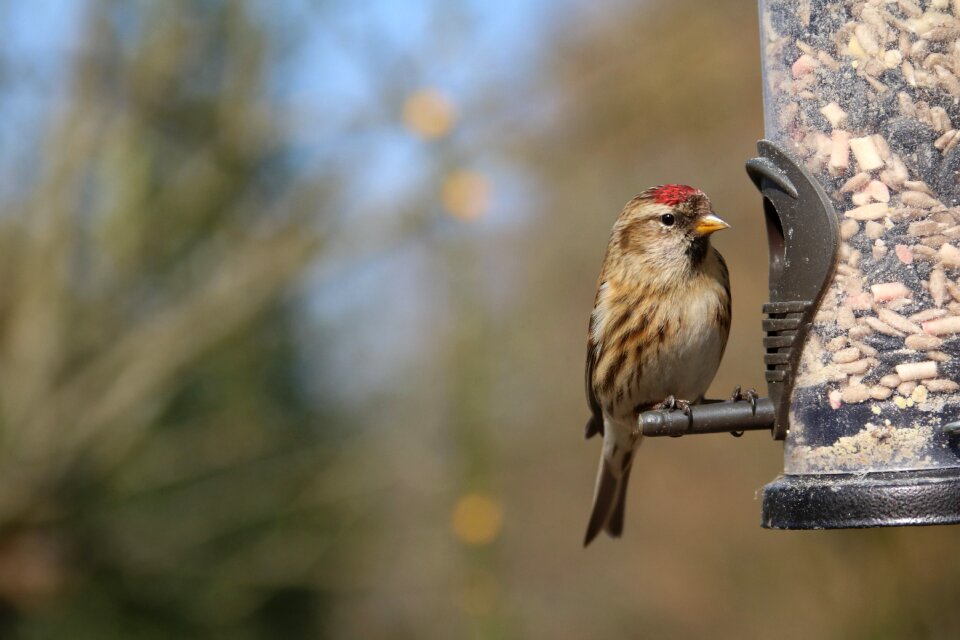 Feeder bird cabaret