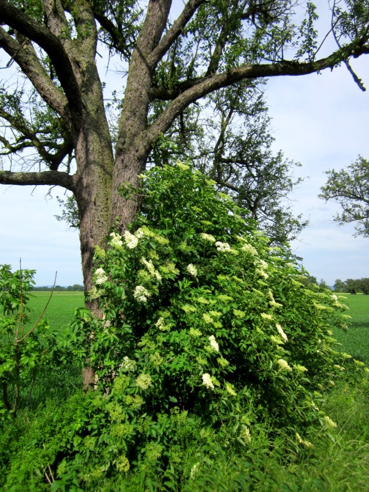 20130602Holunder_Alte_Landstrasse
