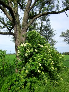 20130602Holunder_Alte_Landstrasse