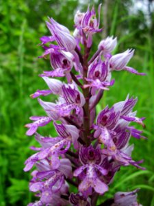 201306012Orchis_militaris1