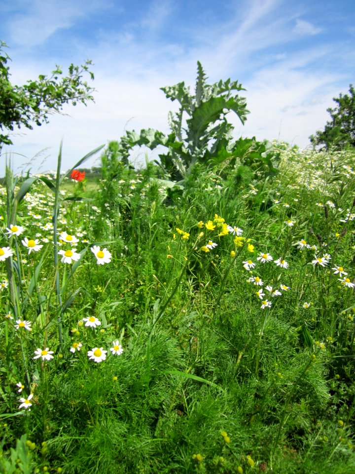 20130602Eselsdistel_Hockenheim4