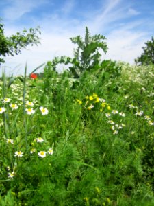 20130602Eselsdistel_Hockenheim4
