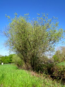 20130425Silberweide_Hockenheim3