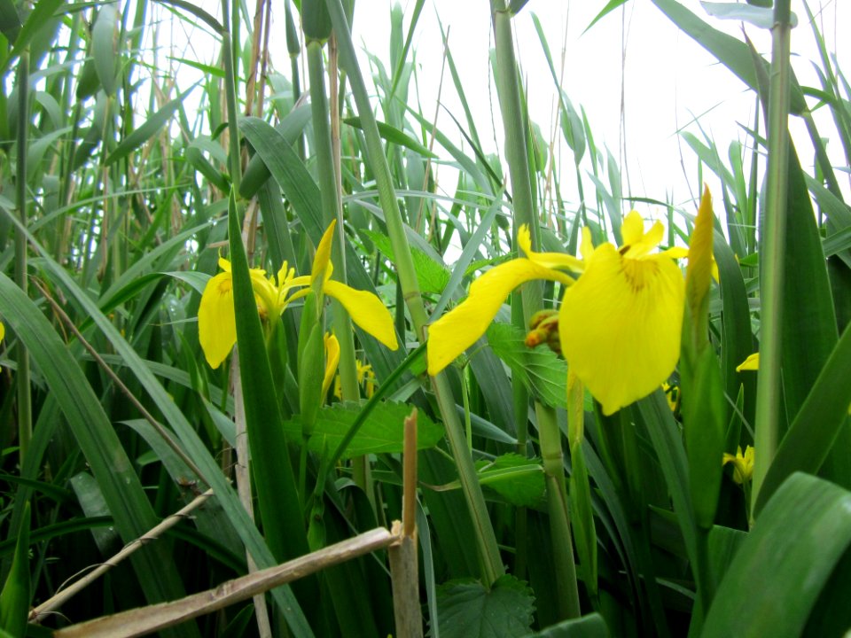 20130601Iris_pseudacorus1
