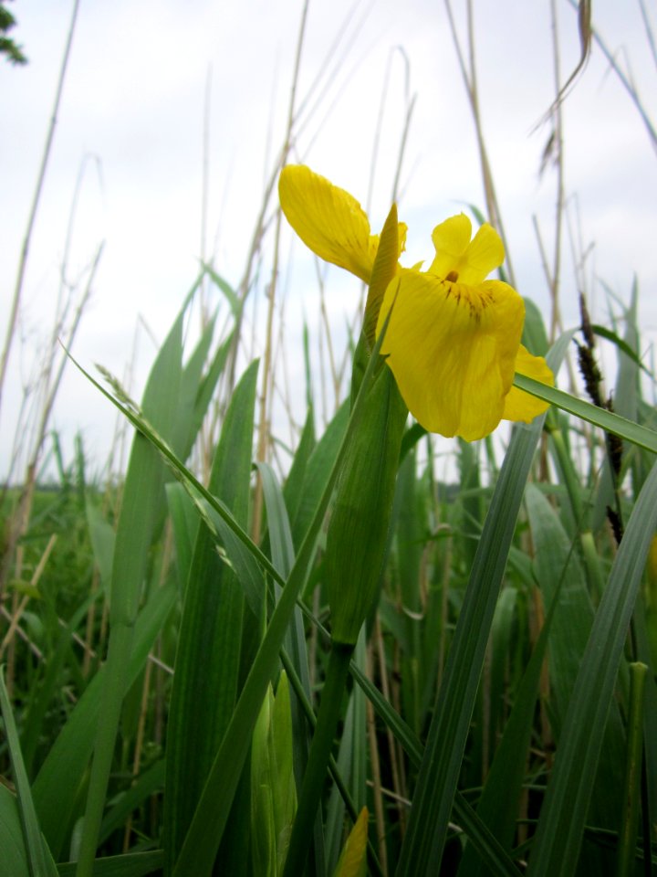 20130601Iris_pseudacorus3