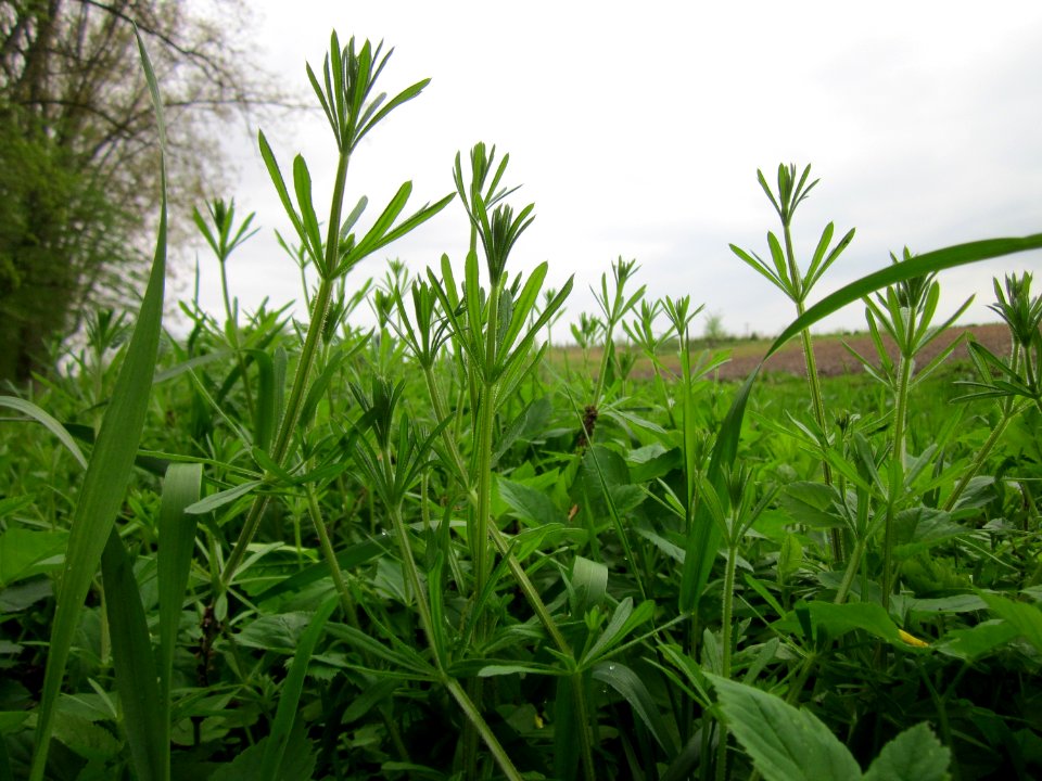 20130428Kriegbach_Altlussheim4