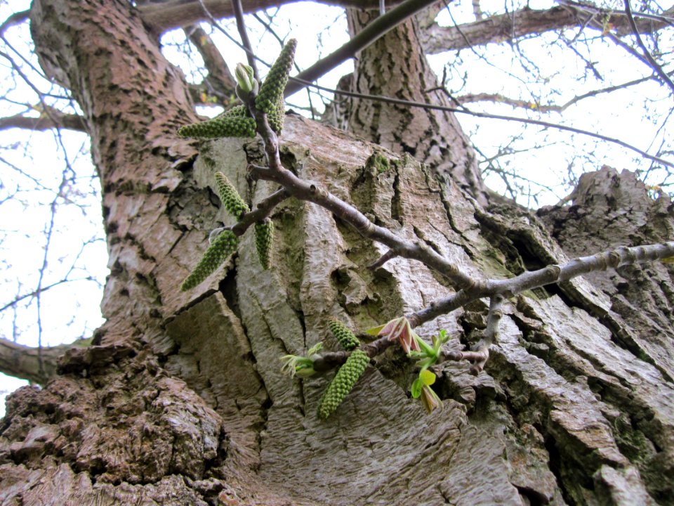 20130428Walnuss_Altlussheim2