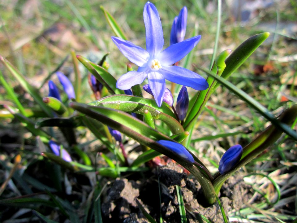 20130402Scilla_siberica1