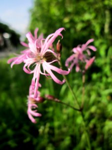20130530Kuckuckslichtnelke_Hockenheim
