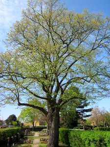 20130423Linde_Friedhof_Hockenheim2