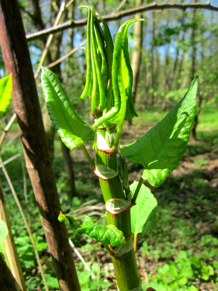 20130425Reynoutria_japonica3