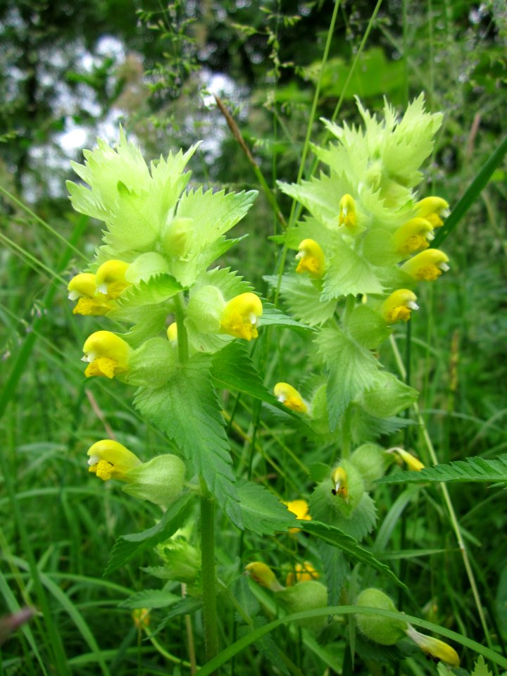 201306012Rhinanthus_alectorolophus1