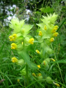 201306012Rhinanthus_alectorolophus1