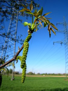 20130425Silberpappel_Hockenheim3