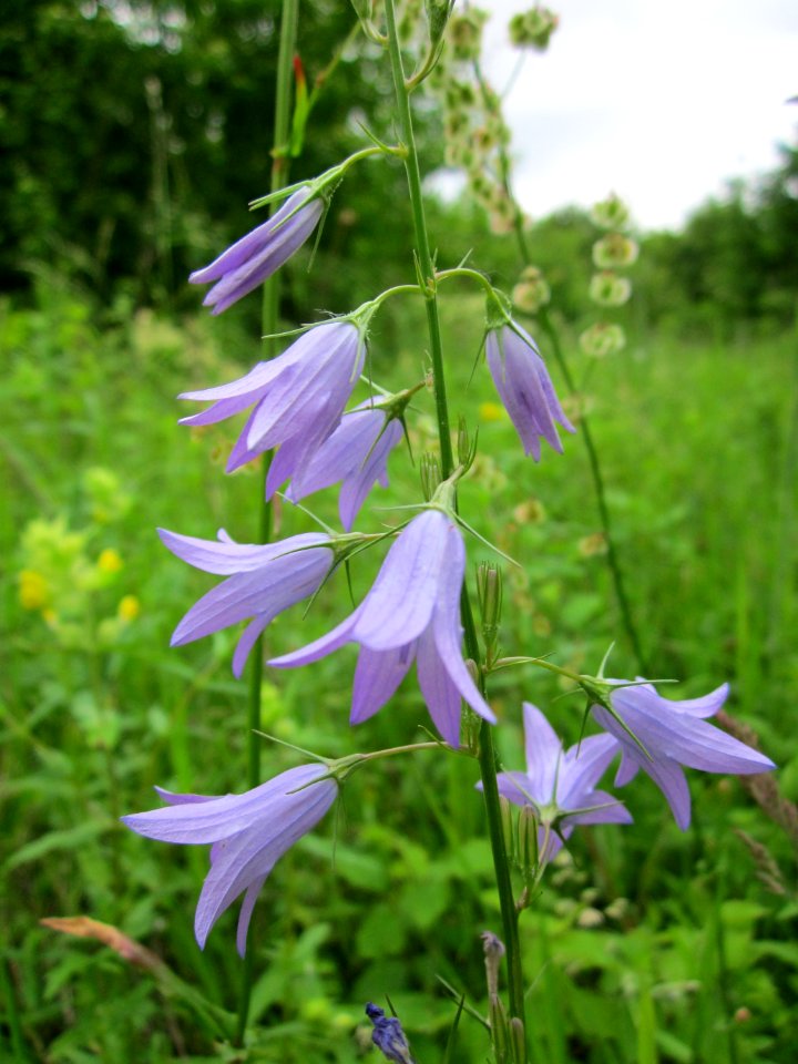 201306012Campanula_rapunculus5