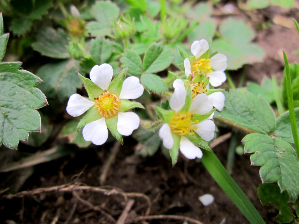 20130418Erdbeer-Fingerkraut_Orscholz1