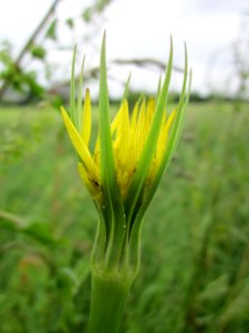 20130601Tragopogon_dubius