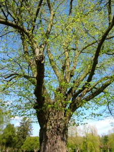 20130423Linde_Friedhof_Hockenheim3