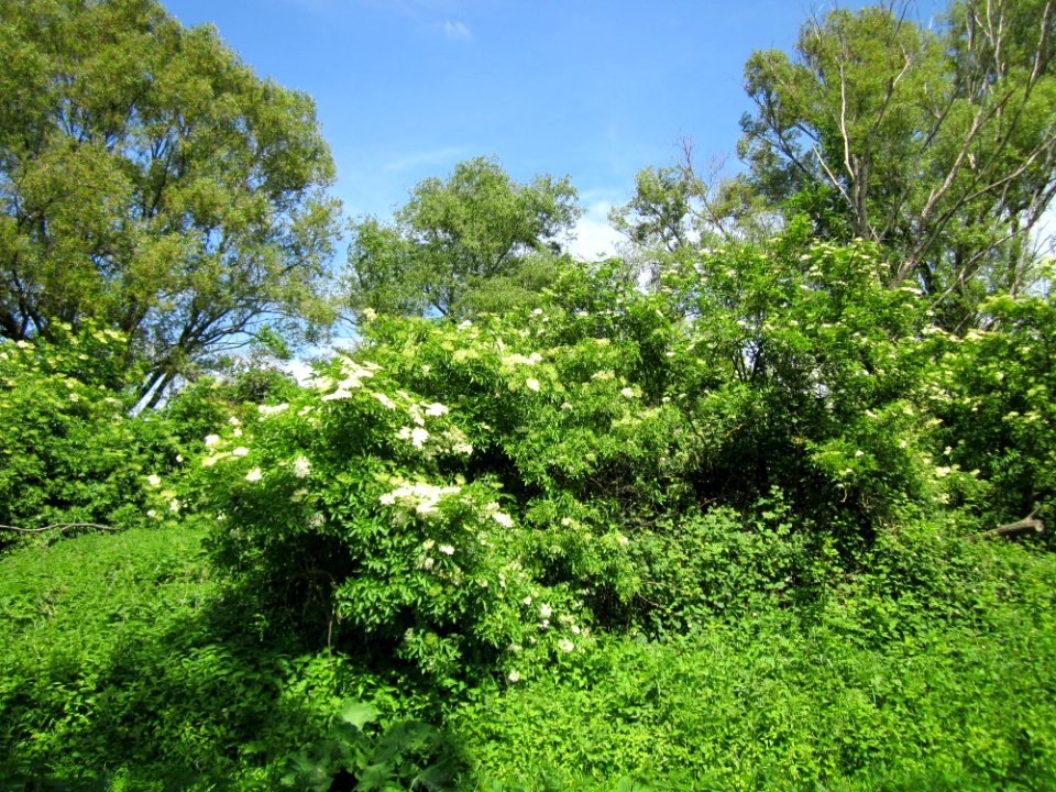 20130602Holunder_Hockenheim1