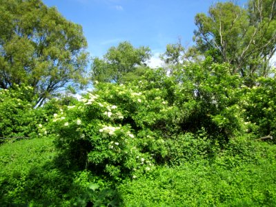 20130602Holunder_Hockenheim1