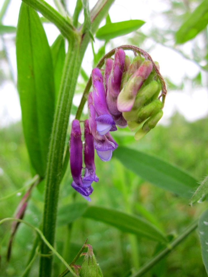 20130529Vicia_villosa