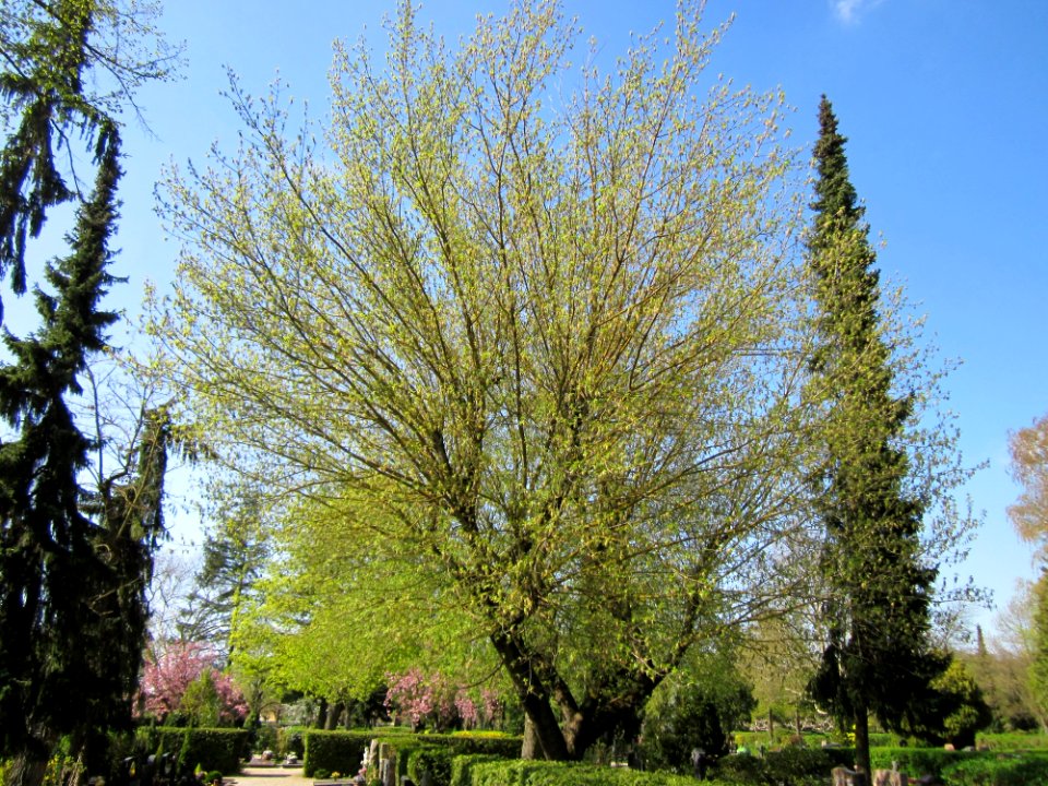 20130423Eschenahorn_Friedhof_Hockenheim1