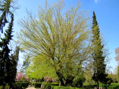 20130423Eschenahorn_Friedhof_Hockenheim1