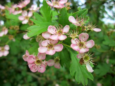 20130601Weissdorn_Hockenheim2