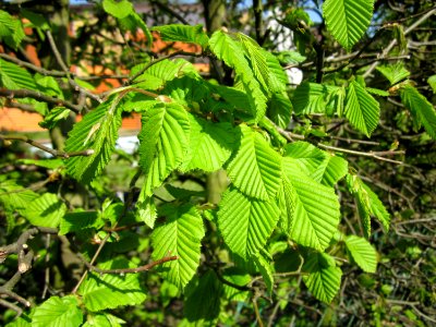 20130423Hainbuchenhecke_Hockenheim1