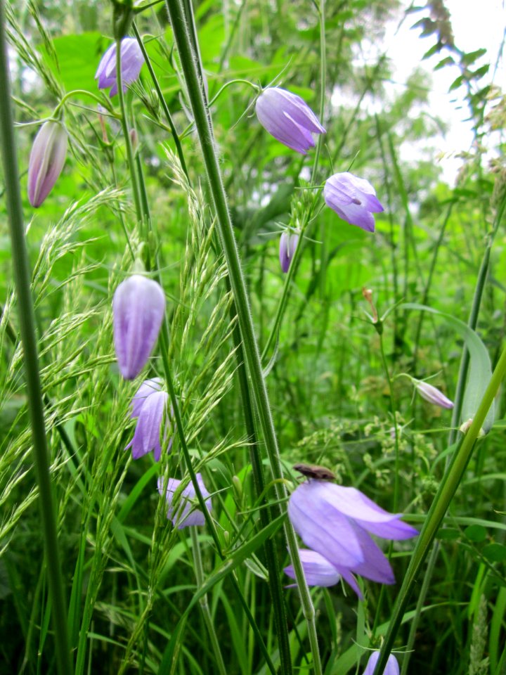 201306012Campanula_rapunculus4